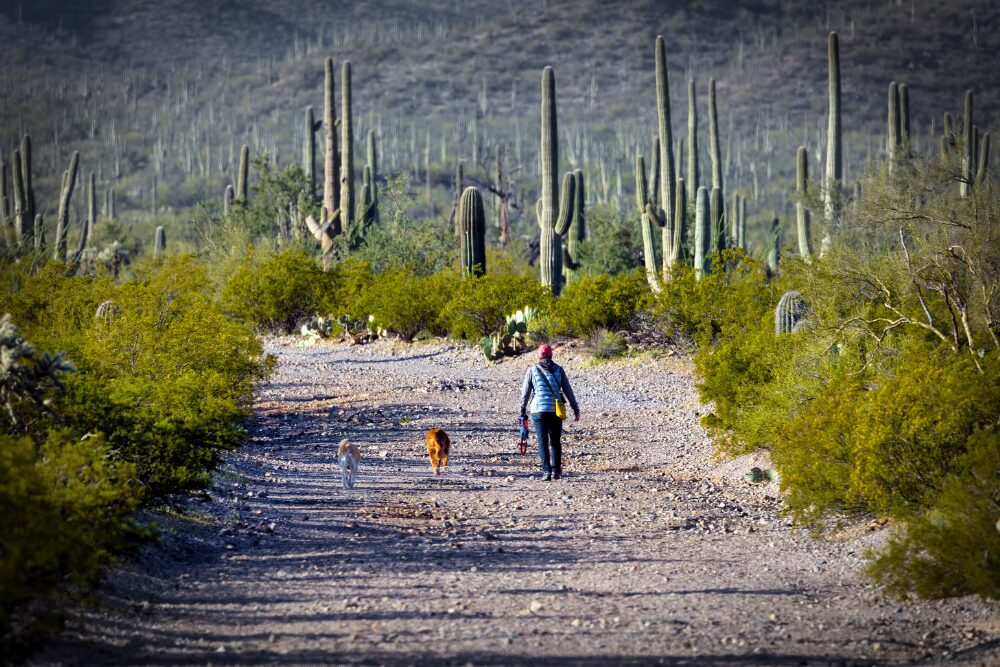 Tucson, AZ is a pet-friendly place.