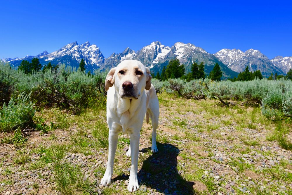 Vacation with your dog in Wyoming.