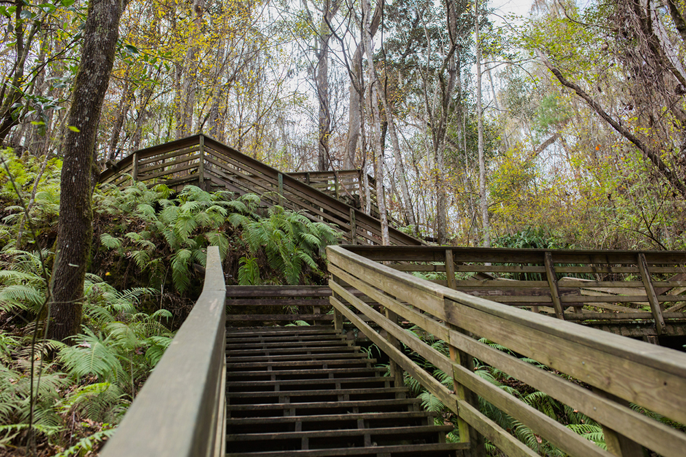 Wood stairs climb out of the sinkhole amid lush ferns at Devil's Millhopper, one of many fun things to do in Gainesville FL.