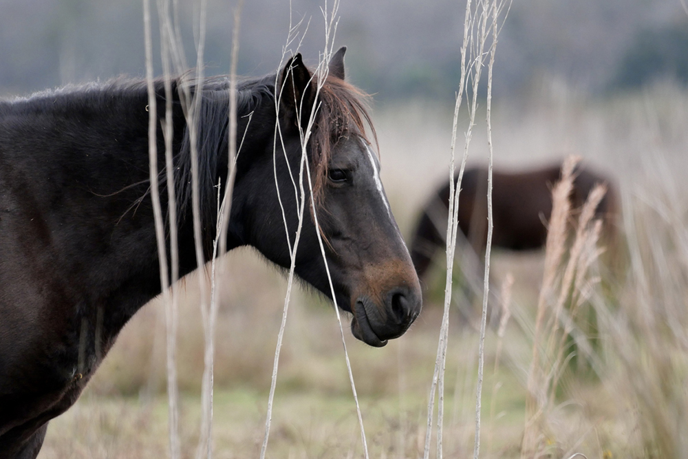 Wild horse herd among the brush on Payne’s Prairie, one of many fun things to do in Gainesville, FL.
