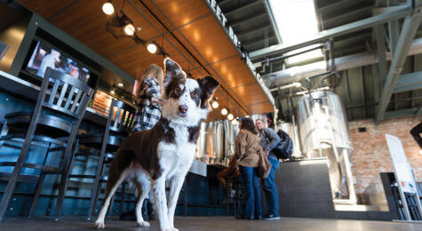 A woman holds her dog by a leash at Pitt Street Brewing Company in Greenville, NC.