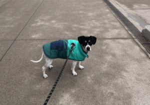 Pup in Green Bay, WI