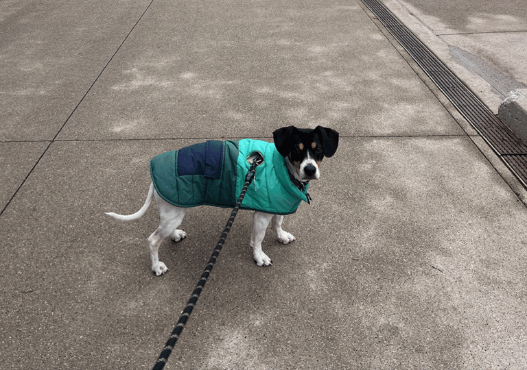 Pup in Green Bay, WI
