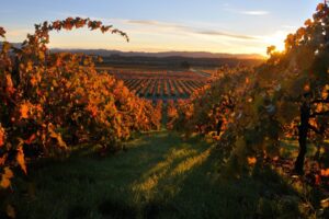 Fall in Healdsburg wine country.
