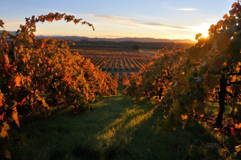Fall in Healdsburg wine country.
