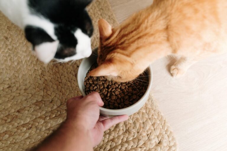 The Tennessee Department of Agriculture's pet food inspection program protects your furry friends by ensuring the safety and quality of pet food and animal feed.