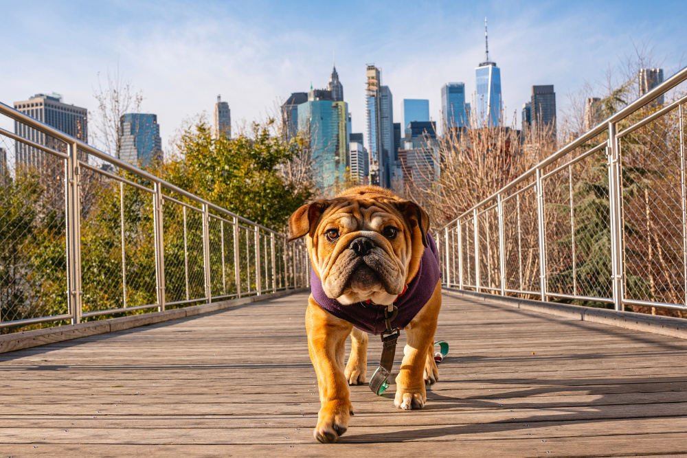 New York is one of the best states for dogs.
