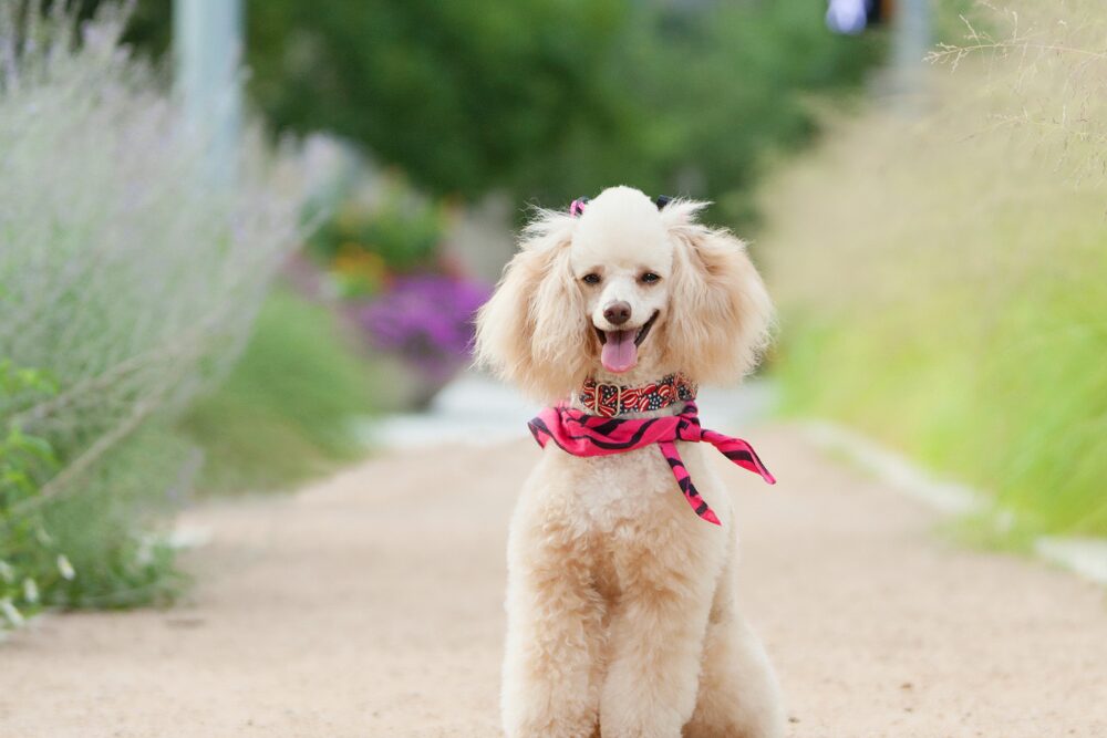 Texas is one of the best states for dogs.