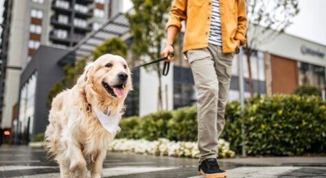 Discover the top 10 states in the US where dogs are truly welcomed! From coast to coast, these destinations offer pet-friendly accommodations, parks, beaches, and activities for unforgettable adventures with your furry friend.