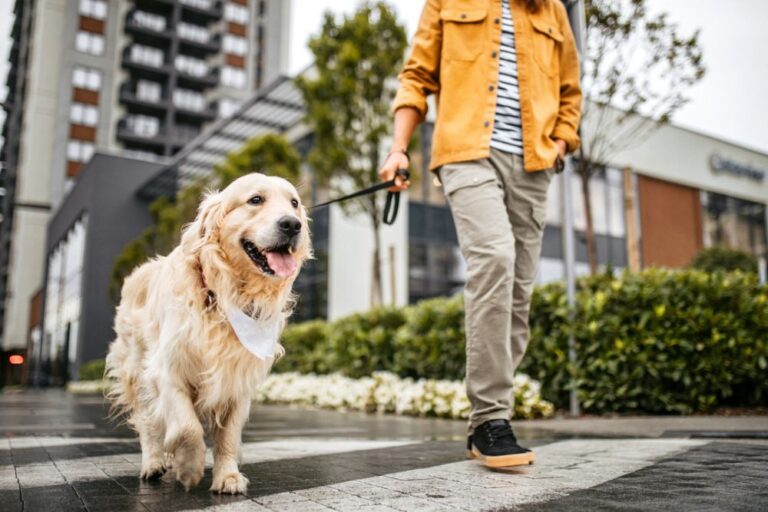 Discover the top 10 states in the US where dogs are truly welcomed! From coast to coast, these destinations offer pet-friendly accommodations, parks, beaches, and activities for unforgettable adventures with your furry friend.