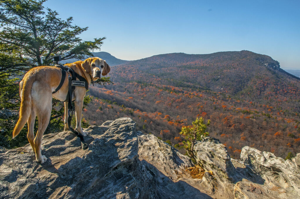 North Carolina is one of the best states for dogs.
