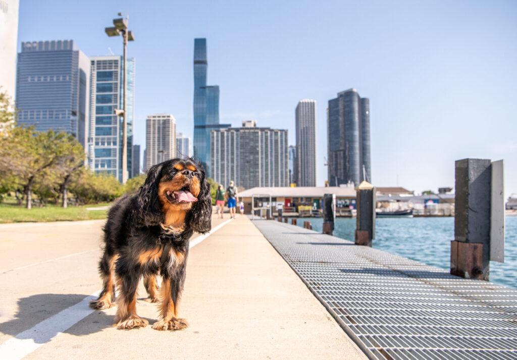 Illinois is one of the best states for dogs.