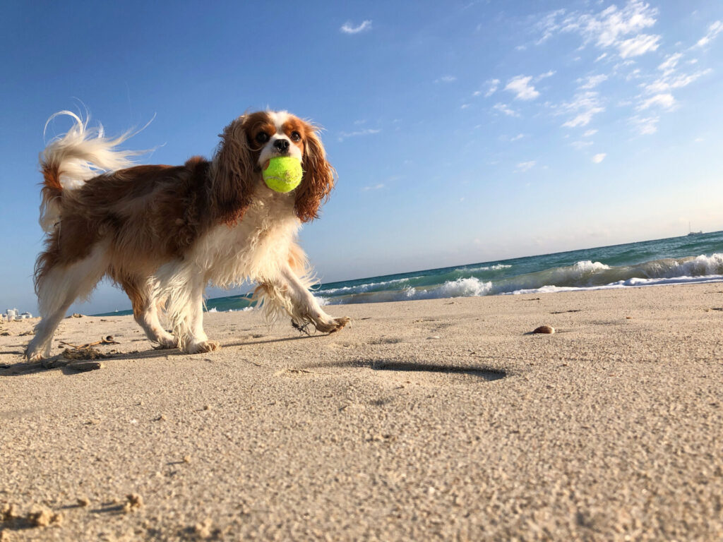 Florida is one of the best states for dogs.