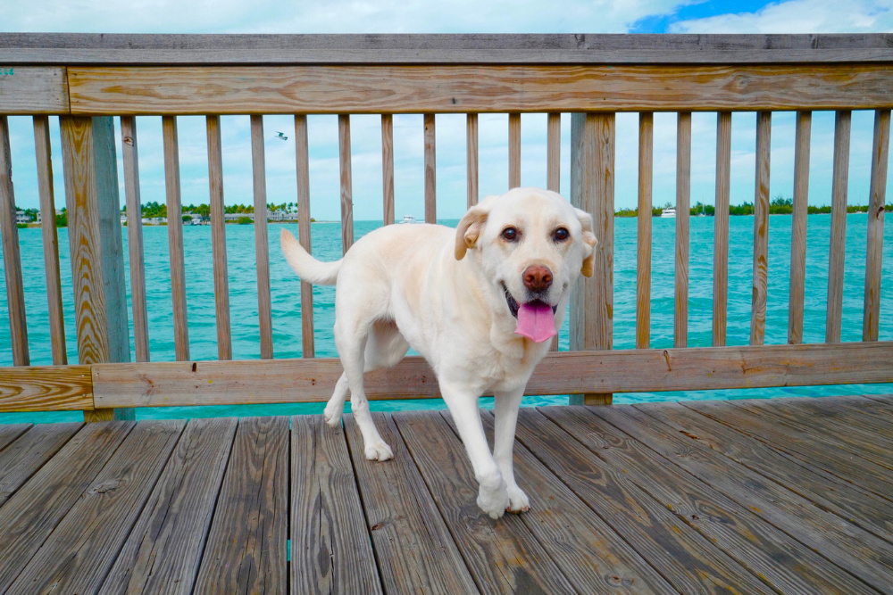 Key West is a pet-friendly city in Florida.