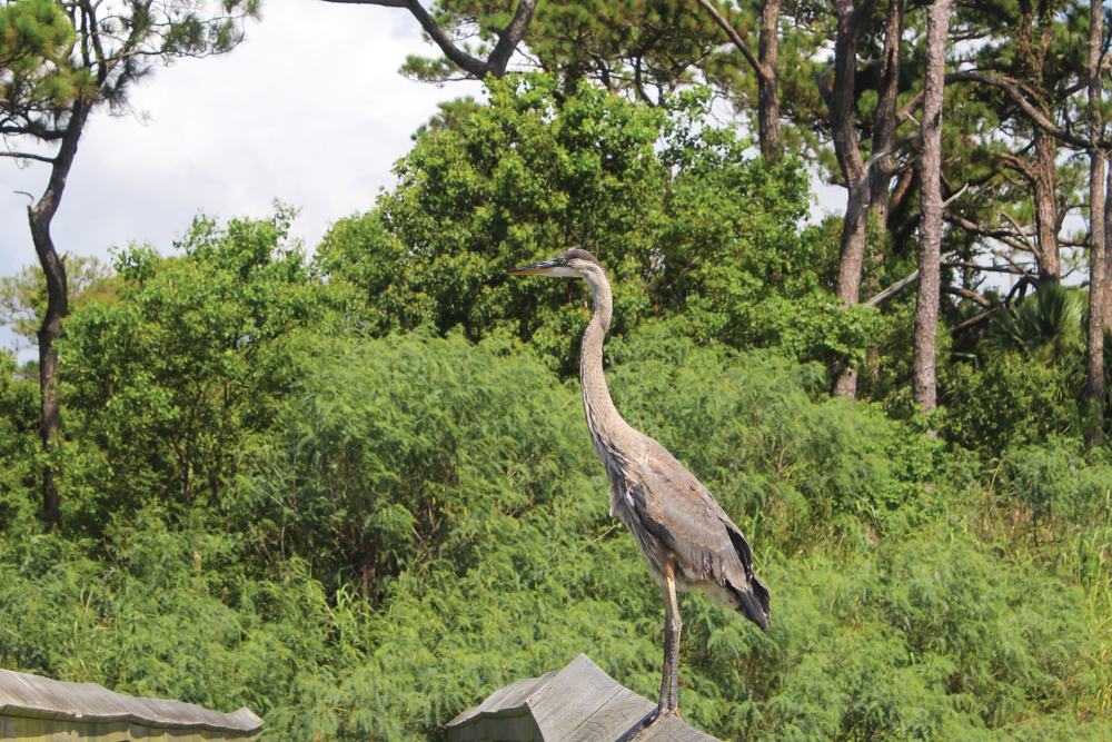 Choctawhatchee Bay bird