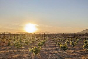 Vines at Meyer Manor Winery
