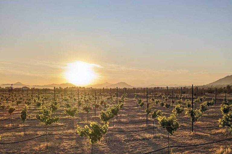 Vines at Meyer Manor Winery