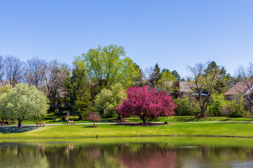 Cherry blossom trees in the Orchard Hills Park, Englewood, Colorado