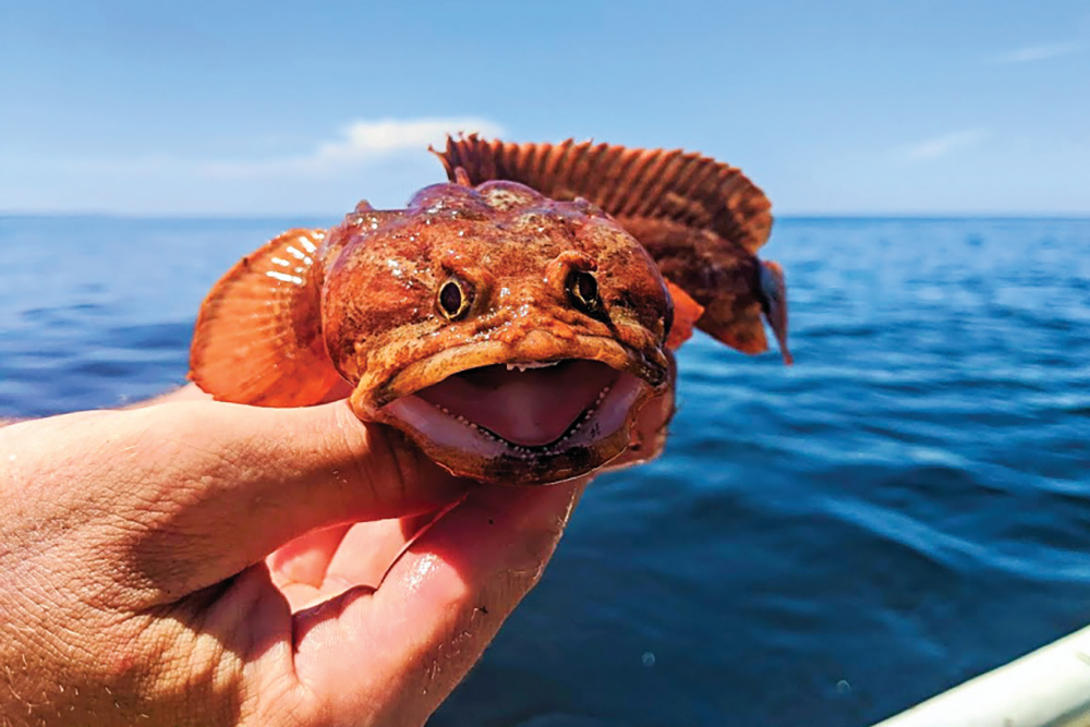 The Choctawhatchee Basin Alliance works to ensure that local waterways remain clean and healthy.