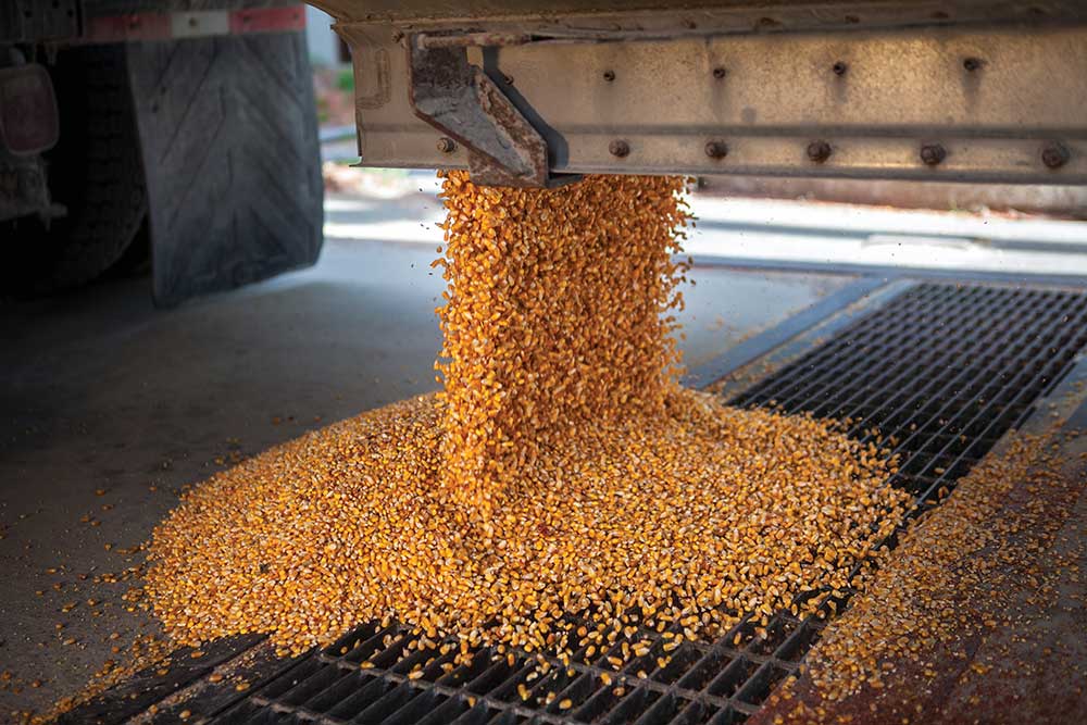 A truck full of corn unloads at the grain storage bins at Shuter Sunset Farms in Frankton, Indiana.