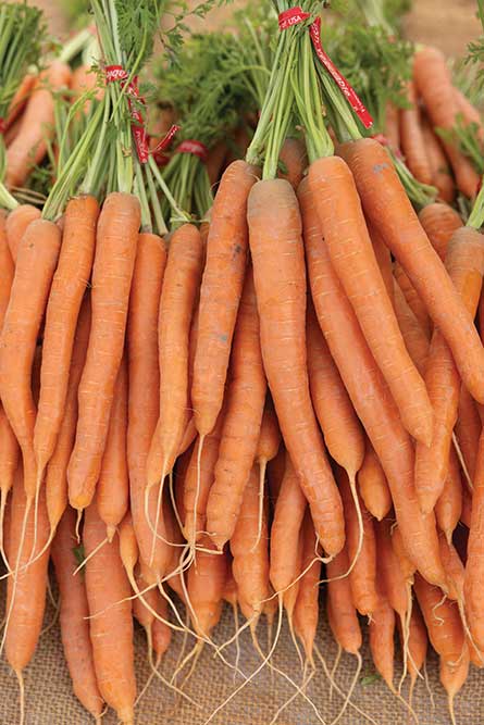 Carrots for sale at Rain or Shine Farm at Twin Falls Farmer's Market which happens on Saturdays on Pole Line Road in Twin Falls, Idaho.