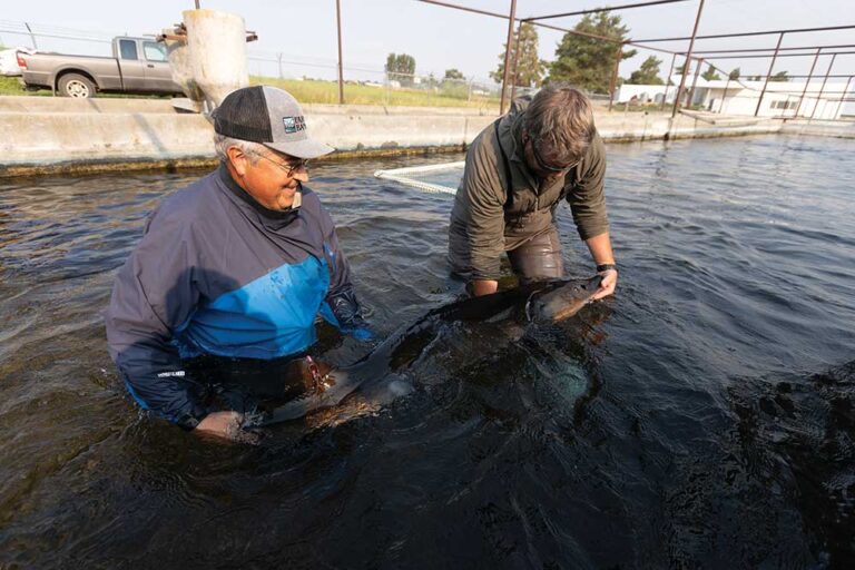 Gary Lemmon, left, and his son Guy Lemmon, catch an Idaho White Sturgeon in the ponds at Idaho Springs Foods in Filer, Idaho.