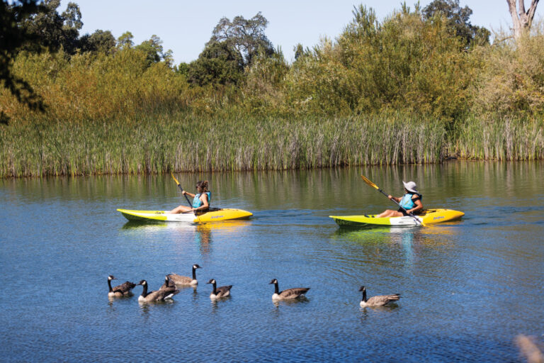 Visitors kayak past some geese in boats rented from Lodi Boathouse on Lodi Lake in Lodi, California.