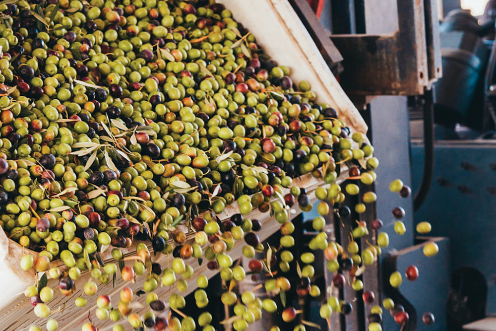 Calivirigin Olive Oil olives