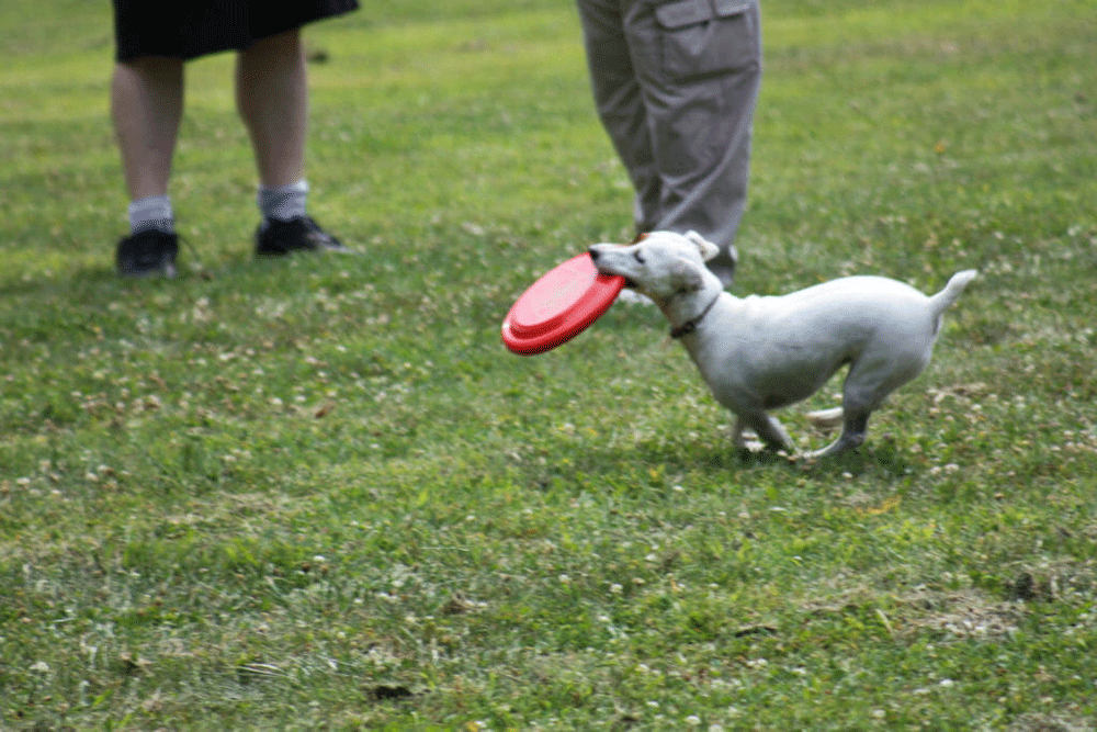 Lynchburg, VA, Dog Park