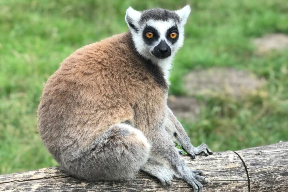 Animal at the Spring River Zoo