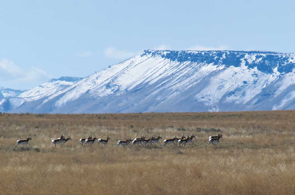 A small herd of pronghorn run through Minidoka National Wildlife Refuge in south-central Idaho, with the Cotterel Mountains in the background