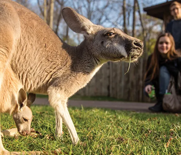 Nashville Zoo Offers a Wild Adventure for All Ages - Livability.com