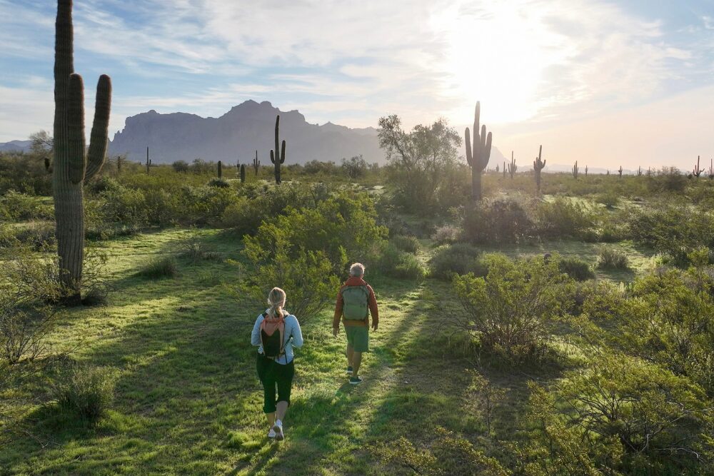 Aerial view of hikers walk into desert landscape with saguaro cactus forest at dawn
