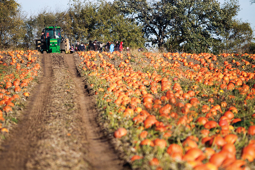 Customers wander through a field full of pumpkins at Waldvogel Pumpkin Farm in Dodge County, WI.