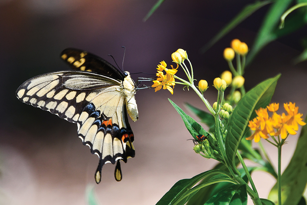 A white and black butterfly collects nectar from a flower at Kanapaha Botanical Gardens, one of the top Gainesville, FL, attractions.