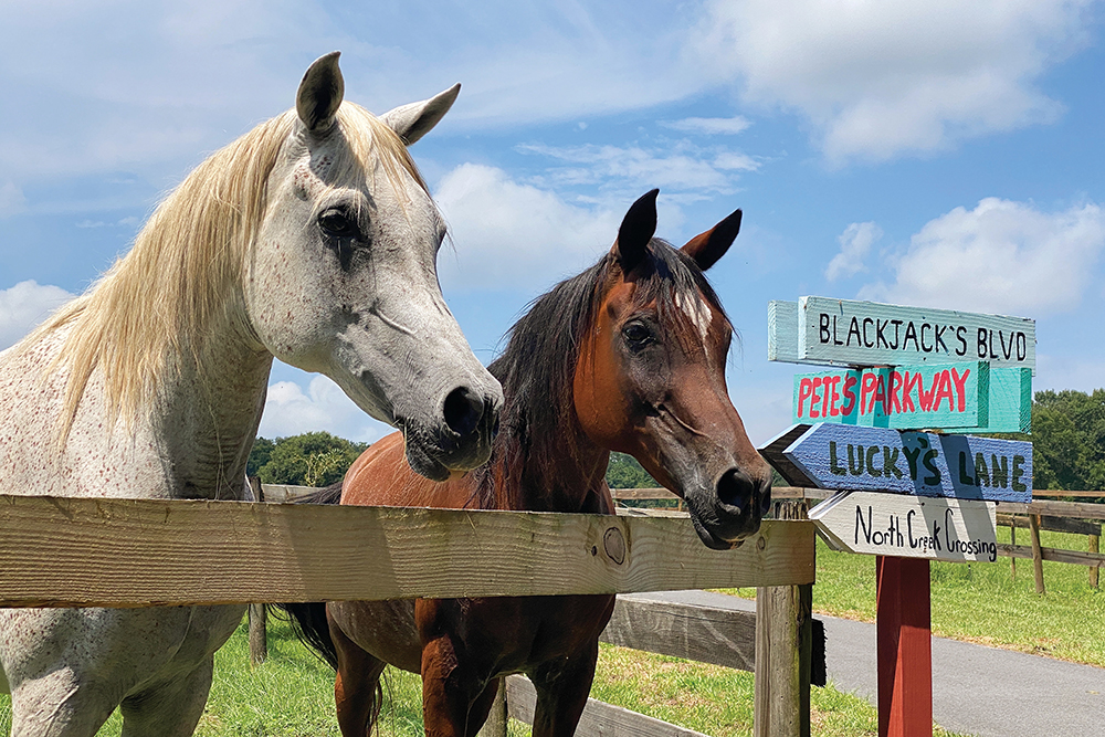 Fatima and Angel are elderly horses that live at Mill Creek Farm sanctuary in Gainesville, FL.