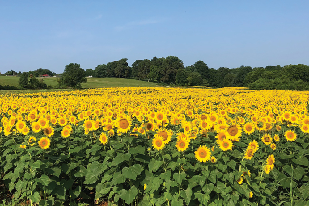Red River Farms