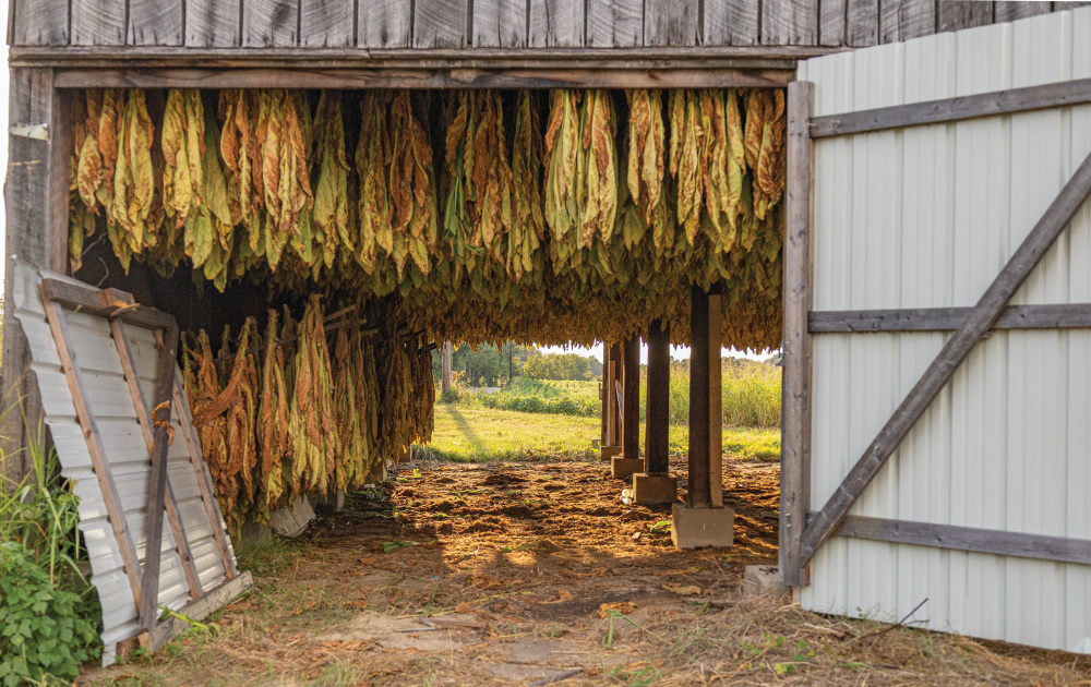 A farm of tobaccos drying and curing