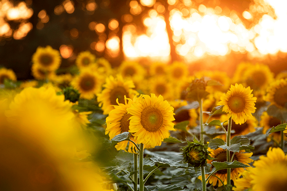 The setting sun illuminates a patch of sunflowers in North Dakota.