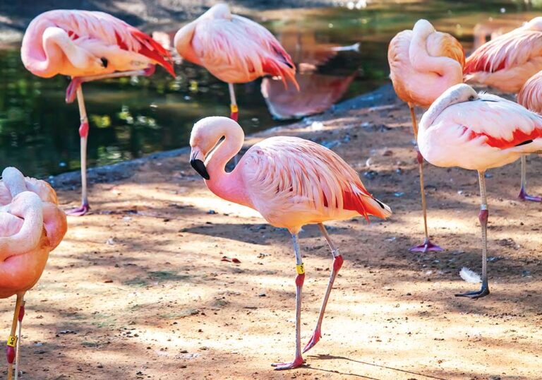 Flamingos at the Caldwell Zoo in Tyler, TX.