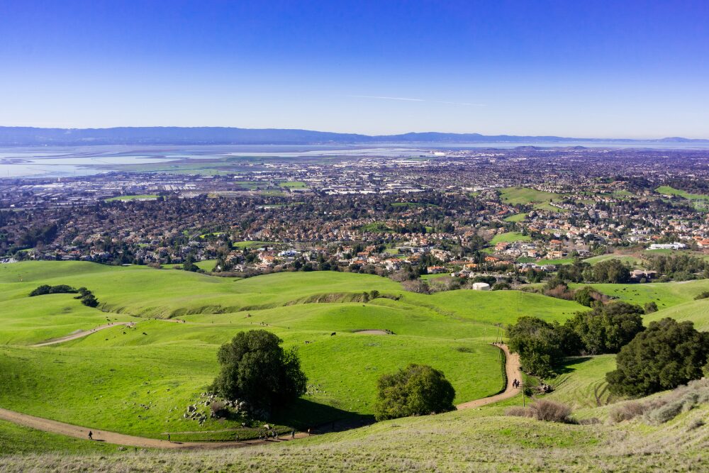 View towards Fremont from the trail to Mission Peak, cattle grazing on the hills, east San Francisco bay, California
