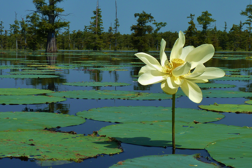 A lotus blooms along the Felsenthal National Wildlife Refuge Water Trails in Ashley and Union Counties in Arkansas.