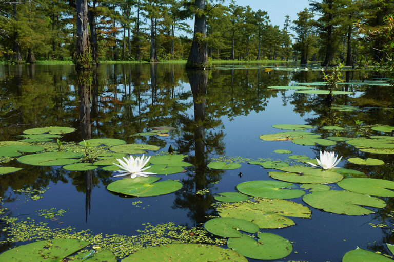 Water lilies bloom along the Felsenthal National Wildlife Refuge Water Trails in Ashley and Union Counties in Arkansas.
