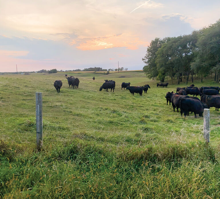 Ardnt Land & Cattle