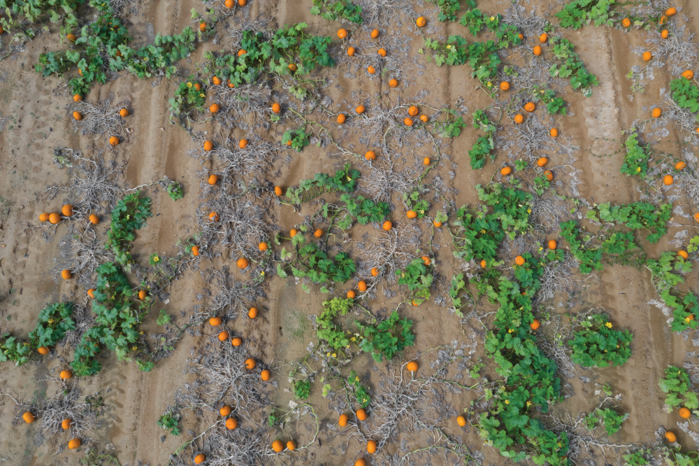 Aerial views of the pumpkin patch and hay maze at Bottom View Farm in Portland, Tennesssee.