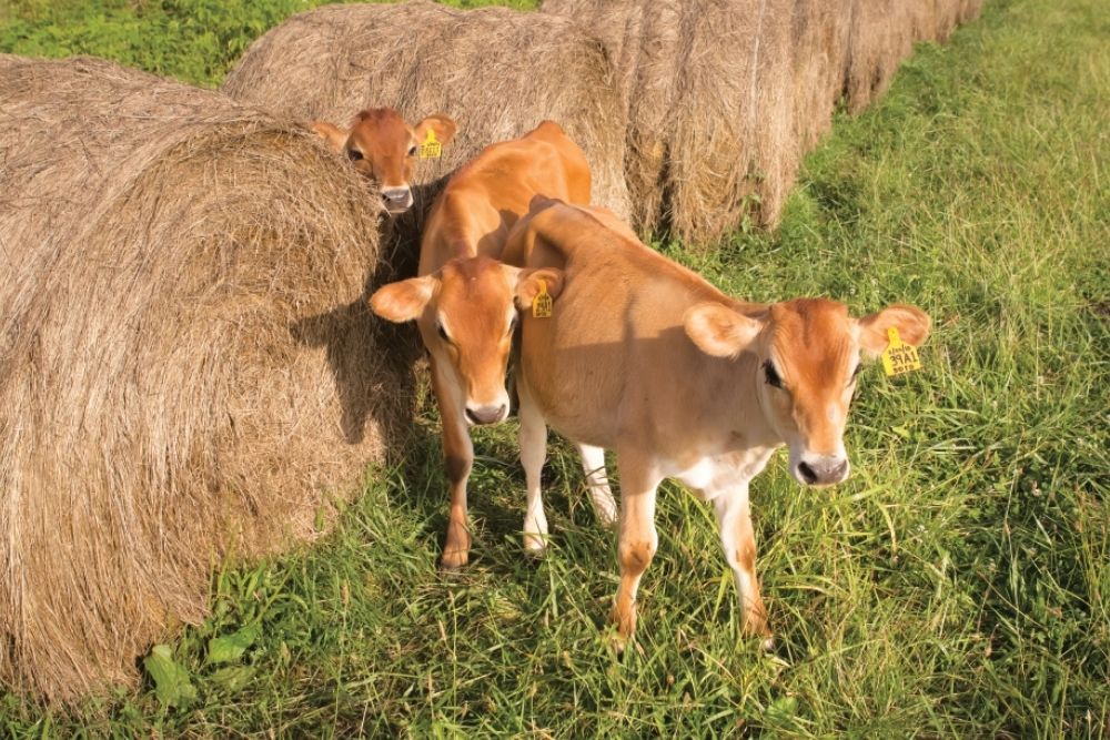Cruze Farm cows