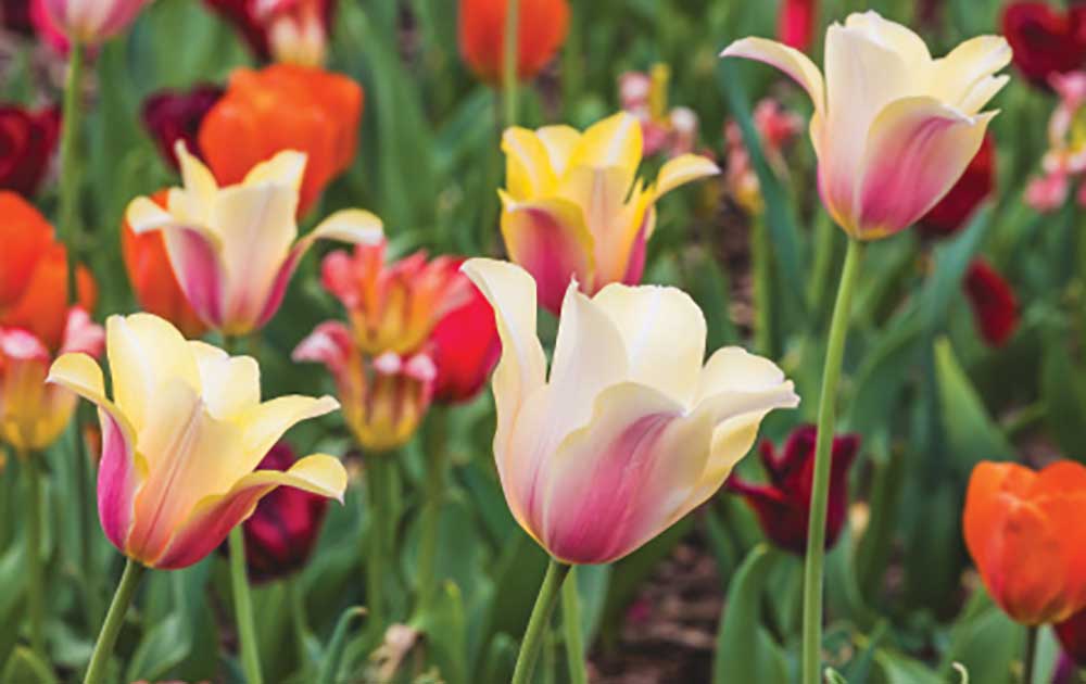 Tulips grown in the gardens during Cheekwood in Bloom at the Cheekwood Estate and Gardens in Nashville.