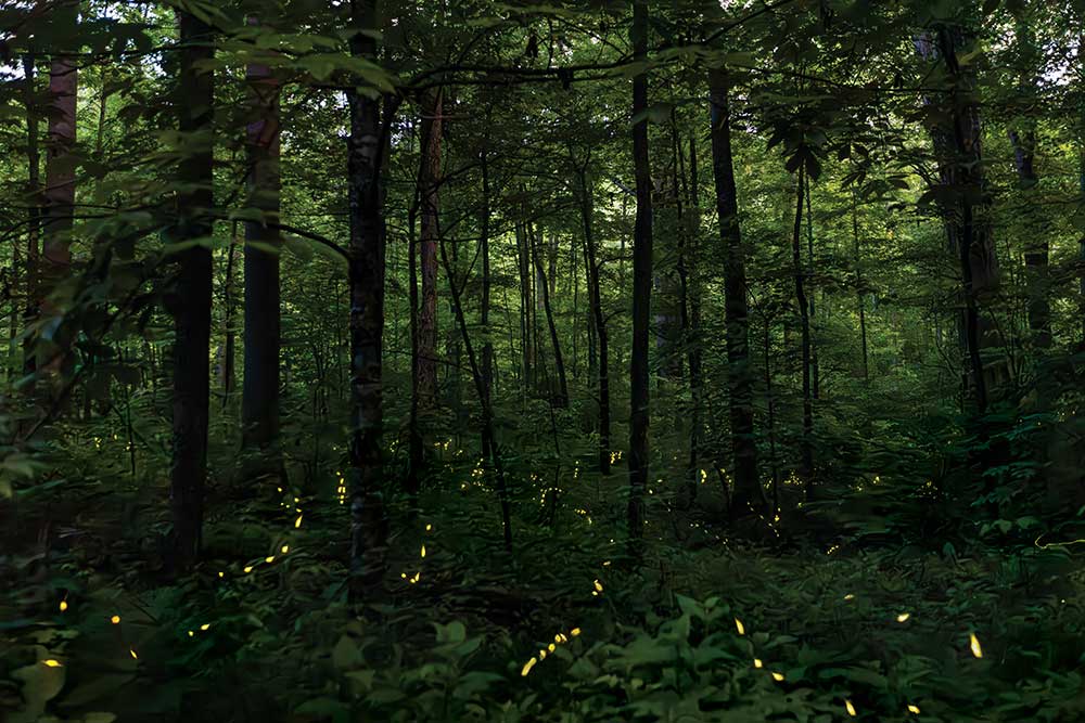 Synchronous fireflies light up in the forest at Elkmont in the Great Smoky Mountains National Park near Gatlinburg, Tennessee.