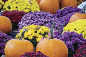 mums and pumpkins