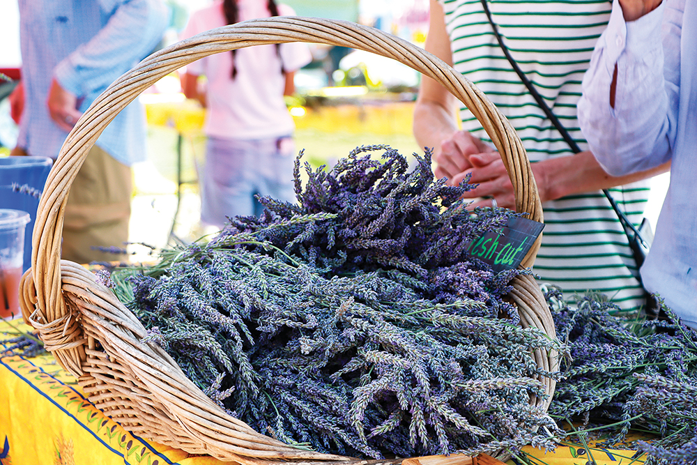 Bundles of fresh cut lavender for sale at the Jackson Square Lavender Festival.